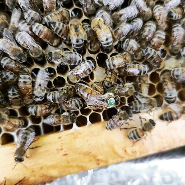 reines des abeilles