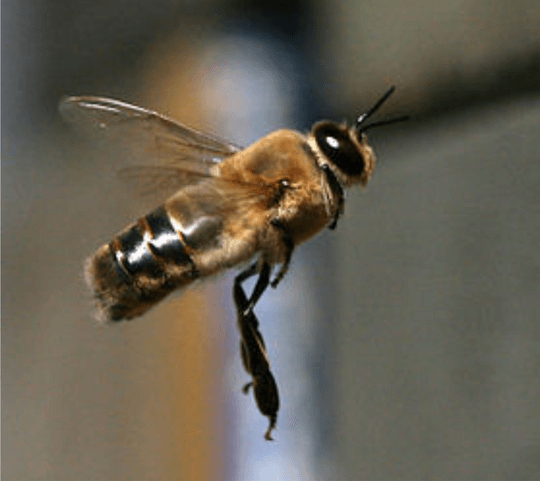 abeille male abeille male