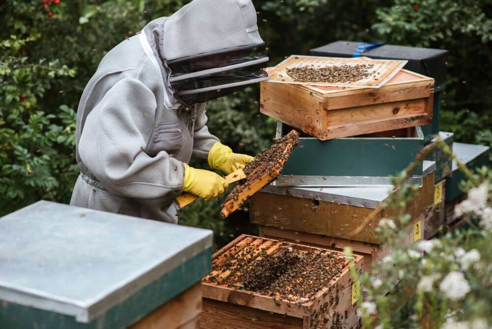 apiculteur ruche